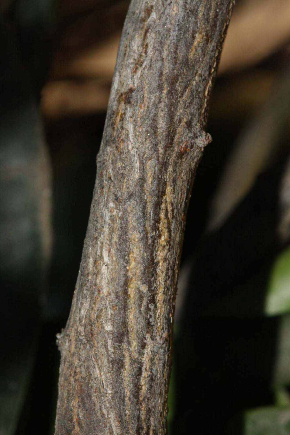              Second - third year twig (Riverside, CA)       